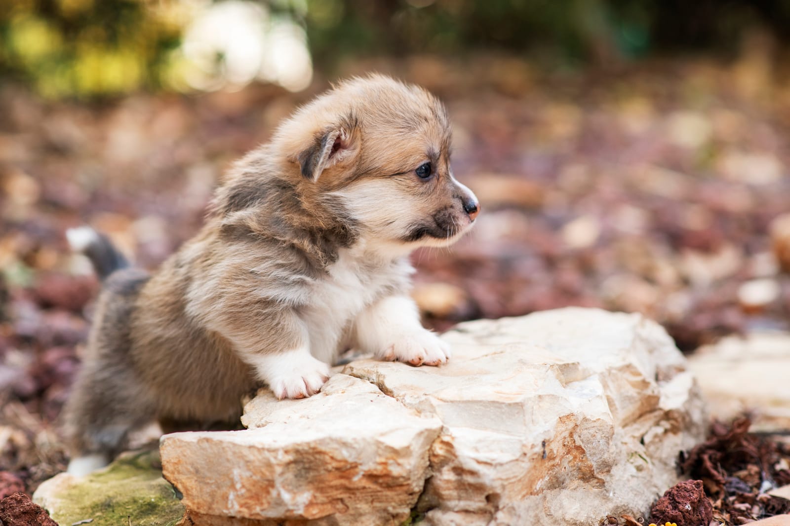 Litter E - Welsh Corgi Pembroke