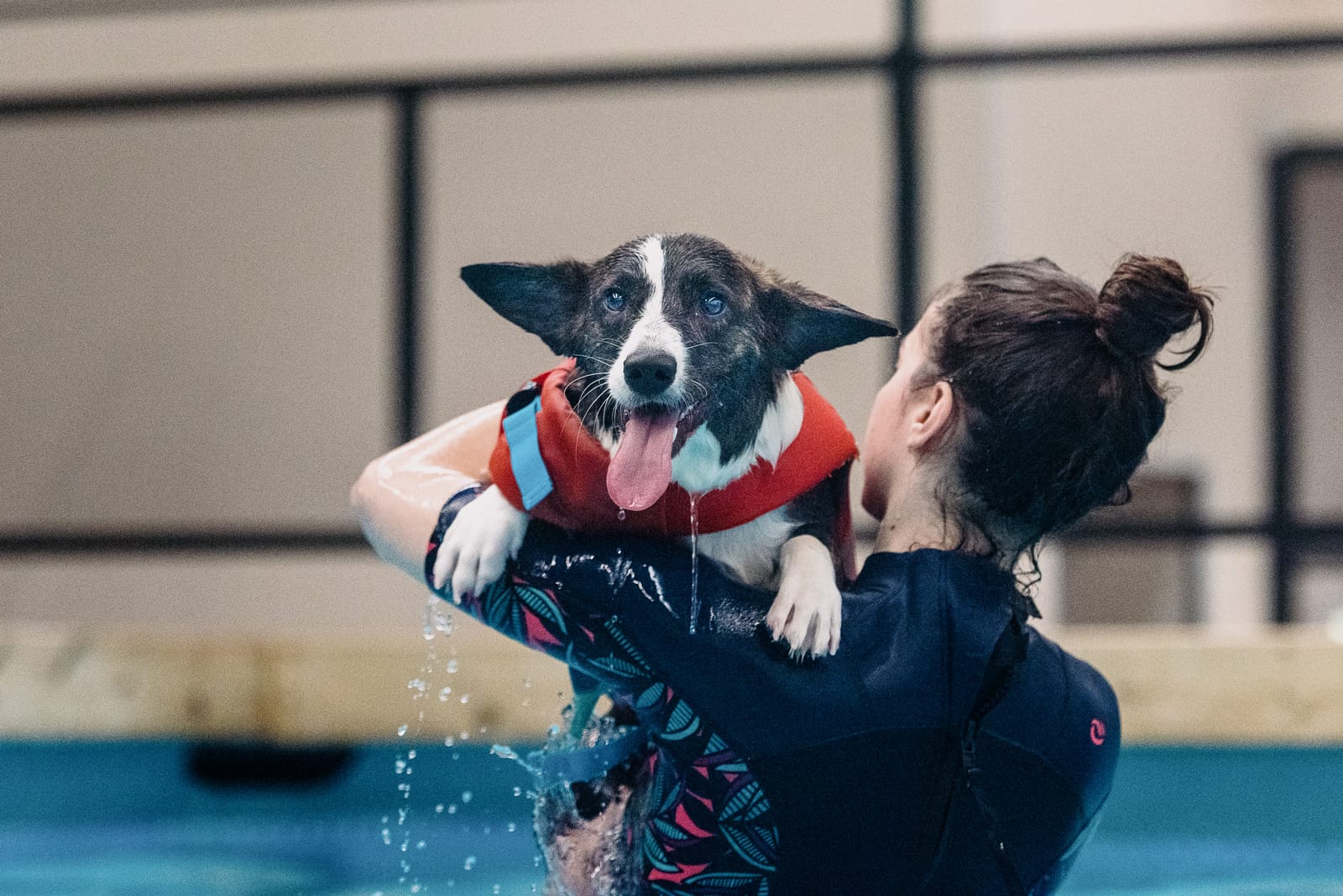 Welsh Corgi в бассейне