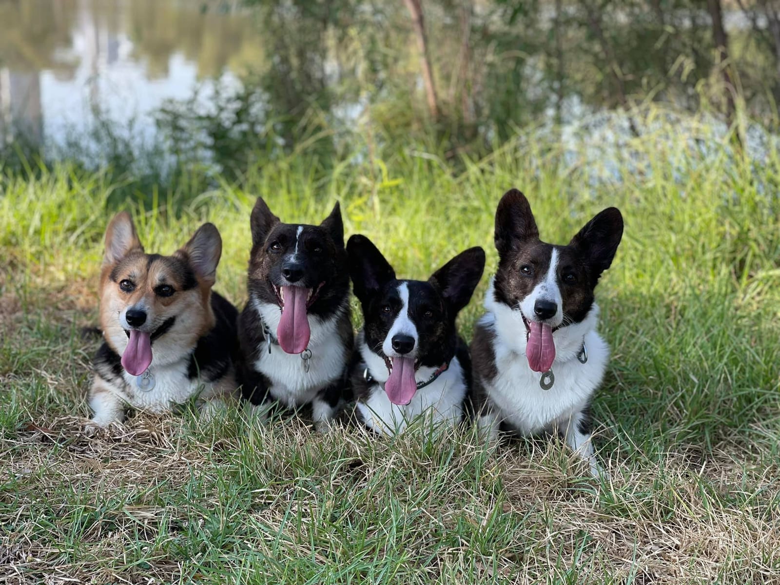 Welsh corgi в Израиле - парк яркон