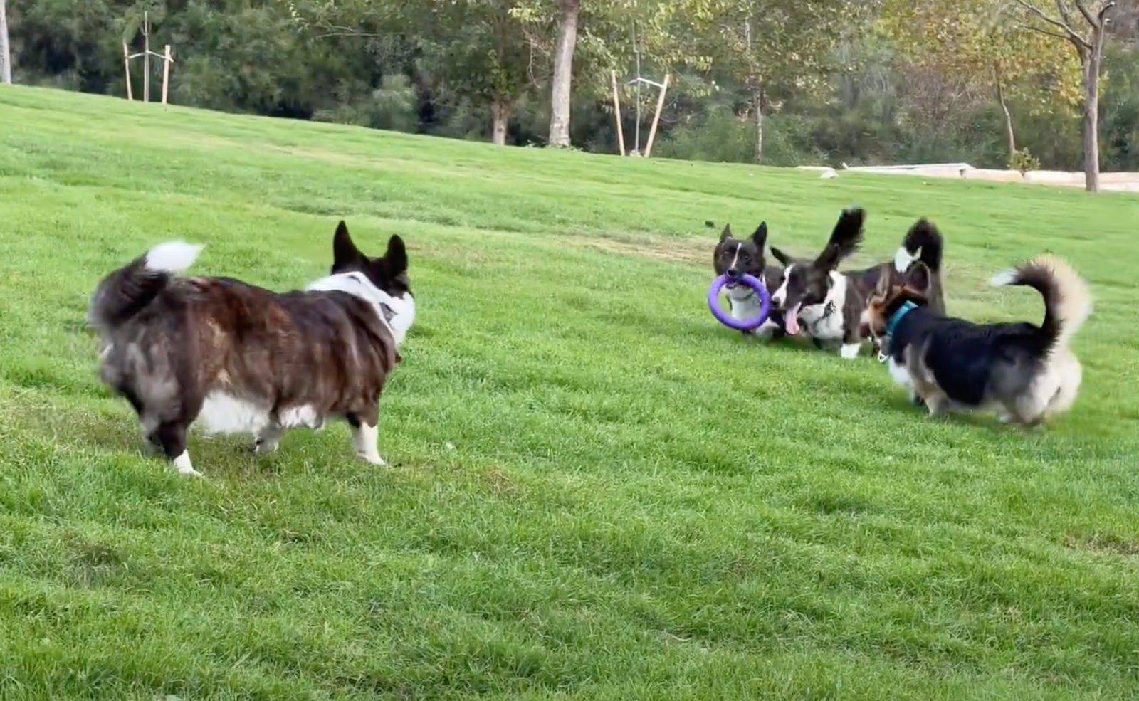 Corgi sport - Puller (видео)