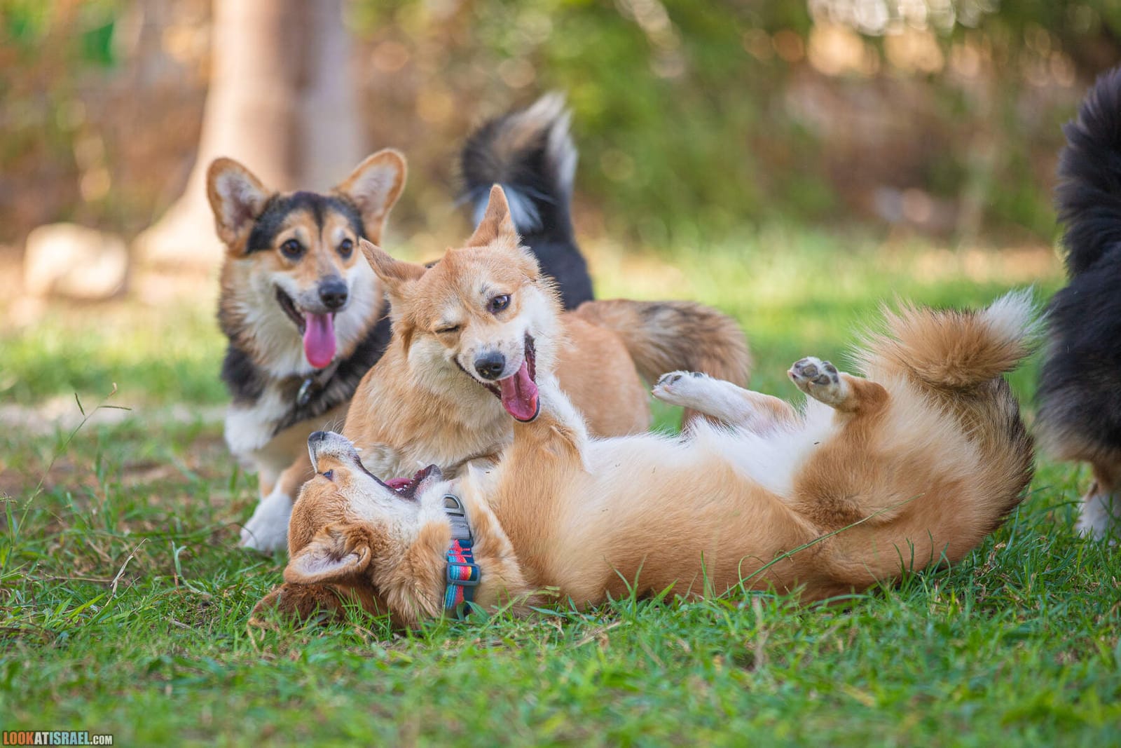 Встреча помета «E» - Welsh Corgi Pembroke