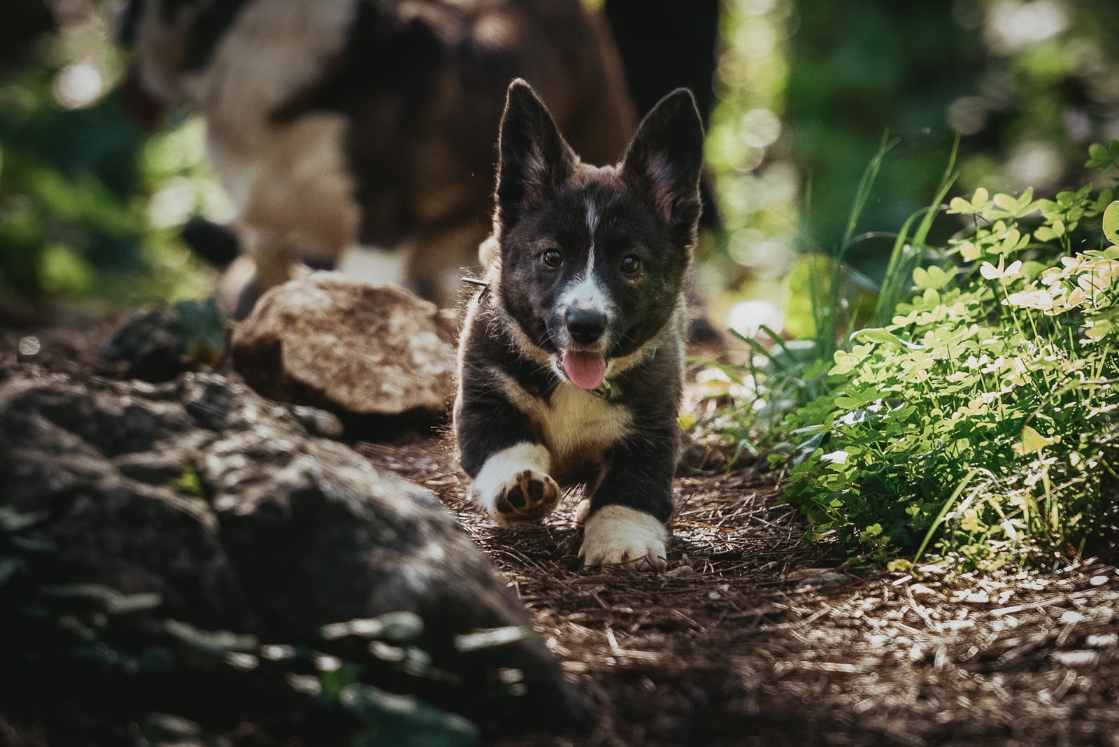 Свободные щенки - Welsh Corgi Cardigan